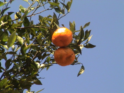 Juicy oranges