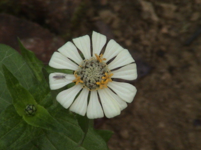 White flower